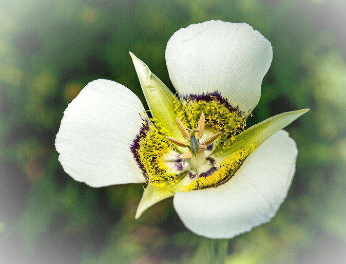 Mariposa Lily 2.jpg